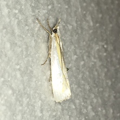 Crambus girardellus