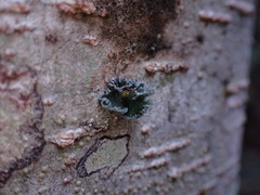 Erioderma sorediatum