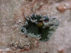 Erioderma sorediatum