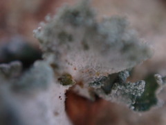 Erioderma sorediatum