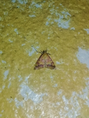 Pyrausta pseudonythesalis