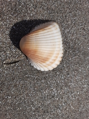 Anadara brasiliana