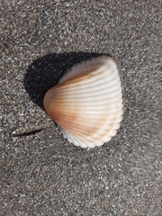 Anadara brasiliana