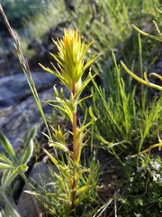 Castilleja flava