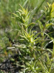 Castilleja flava