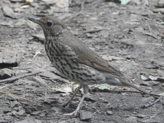 Turdus philomelos philomelos