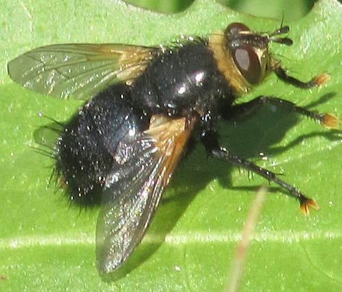 iNaturalist observation photo of Tachina