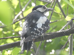Dendrocopos major major