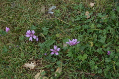 Malva