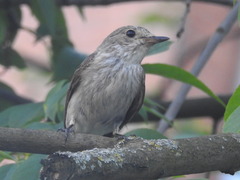 Muscicapa striata striata