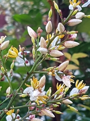 Nandina domestica