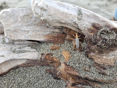 Copidita quadrimaculata