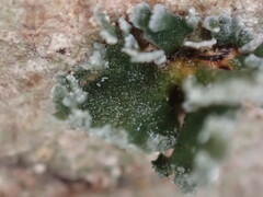 Erioderma sorediatum