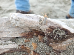Copidita quadrimaculata
