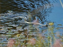 Natrix natrix