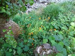 Crocosmia aurea