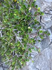 Rhamnus myrtifolia