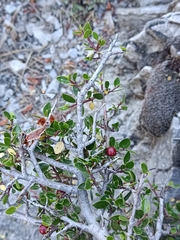 Rhamnus myrtifolia