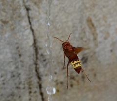 Vespa orientalis