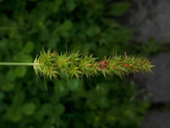 Carex leiorhyncha
