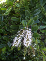 Veronica obtusata