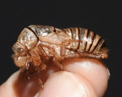 Okanagana viridis