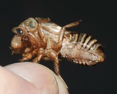 Okanagana viridis