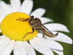 Machimus snowii