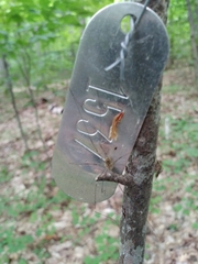 Rilaena triangularis