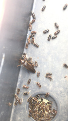 Serropalpus barbatus