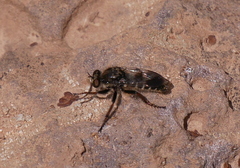 Cyrtopogon bimaculus