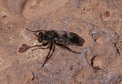 Cyrtopogon bimaculus