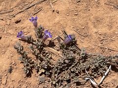 Penstemon caespitosus