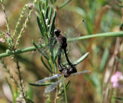 Leucorrhinia dubia
