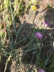 Centaurea iberica