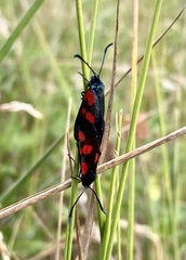 Zygaena viciae
