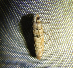 Blastesthia tessulatana