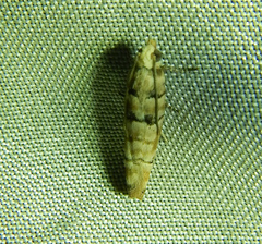 Blastesthia tessulatana