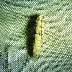 Blastesthia tessulatana