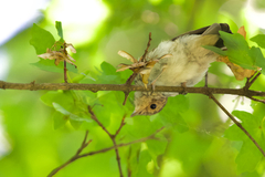 Muscicapa striata striata