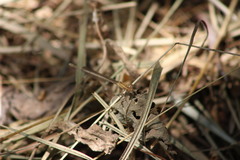 Platycnemis pennipes