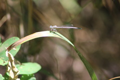 Platycnemis pennipes