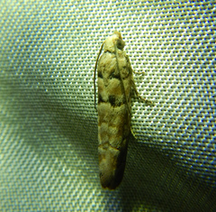 Blastesthia tessulatana