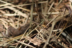 Platycnemis pennipes