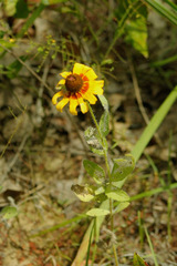 Rudbeckia hirta pulcherrima