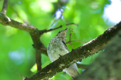 Muscicapa striata striata
