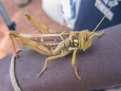 Kraussaria angulifera