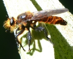 Laphria vultur