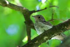 Muscicapa striata striata