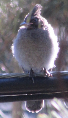 iNaturalist observation photo of Steller's Jay